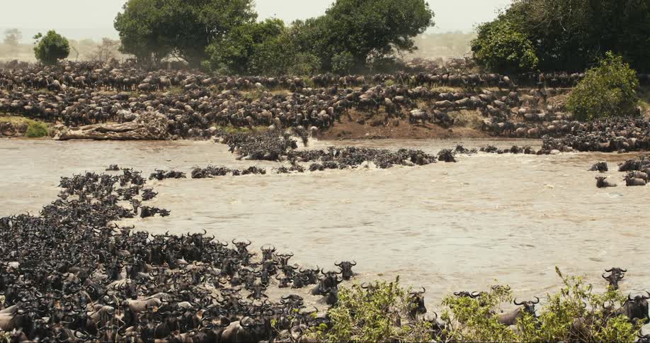 A large herd of wildebeest cross the river
