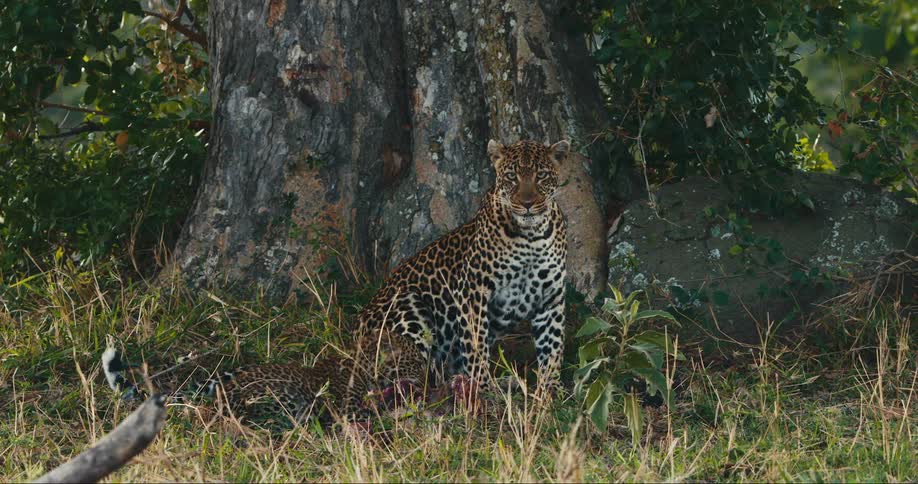 Leopard cub eating carrion next to its mother
