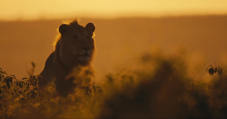 Lion in a savanna with a reddish sky