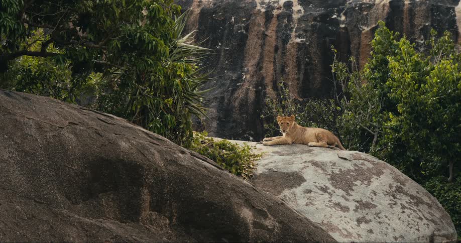 Lion lying on a rock in the jungle