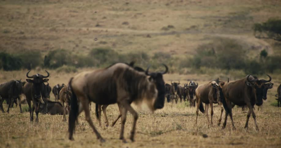 Birds fly over a herd of wildebeests