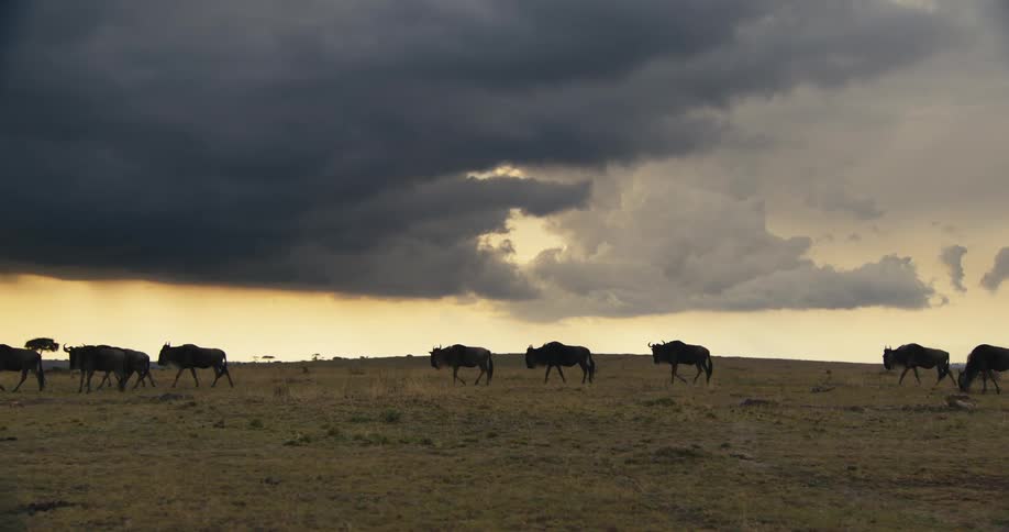 Group of wildebeest walking in the same direction through the jungle on a cloudy day
