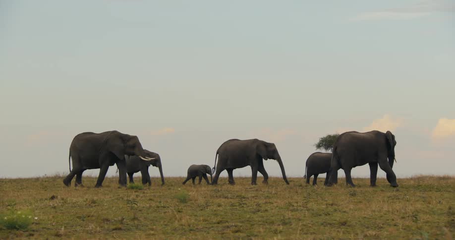 Adult and baby elephants walking in the jungle