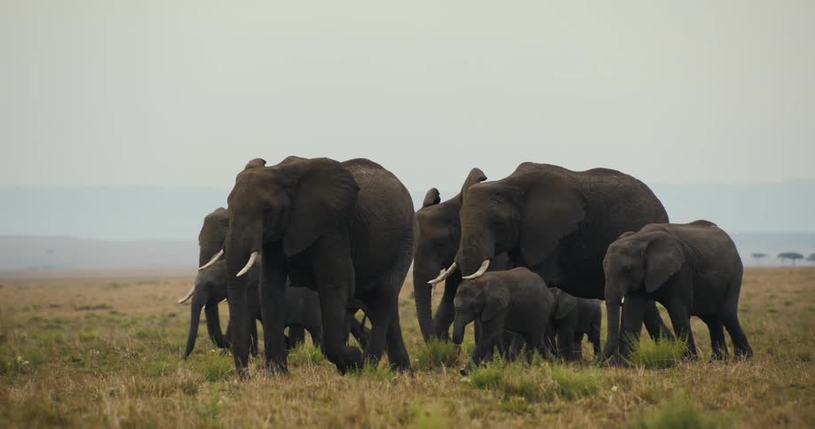 Group of elephants including calves and adults walking together in the same direction