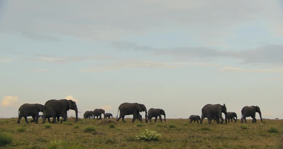Group of adult and calf elephants walking in the same direction through the jungle