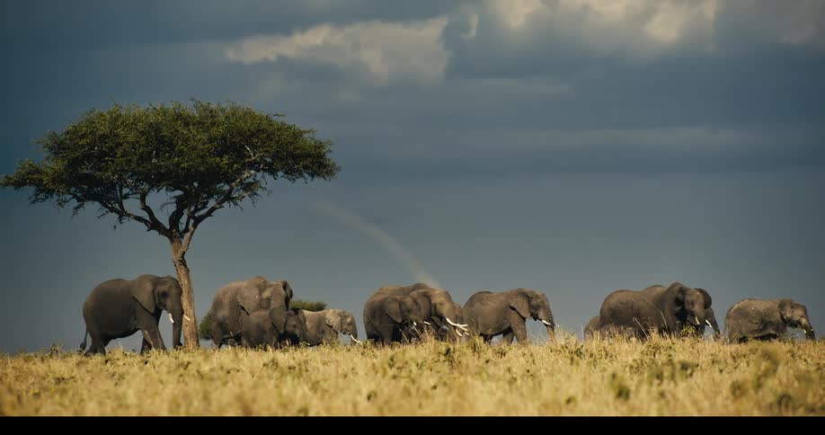 A large group of several elephants walking through the grasses of a savannah next to a single small tree