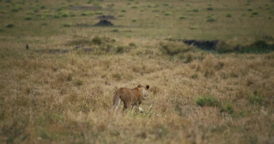 A lioness walks through tall grass in the savanna