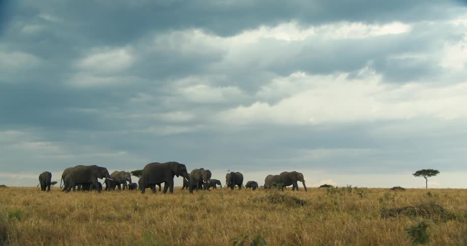 Group of elephants walking through the jungle on a cloudy day