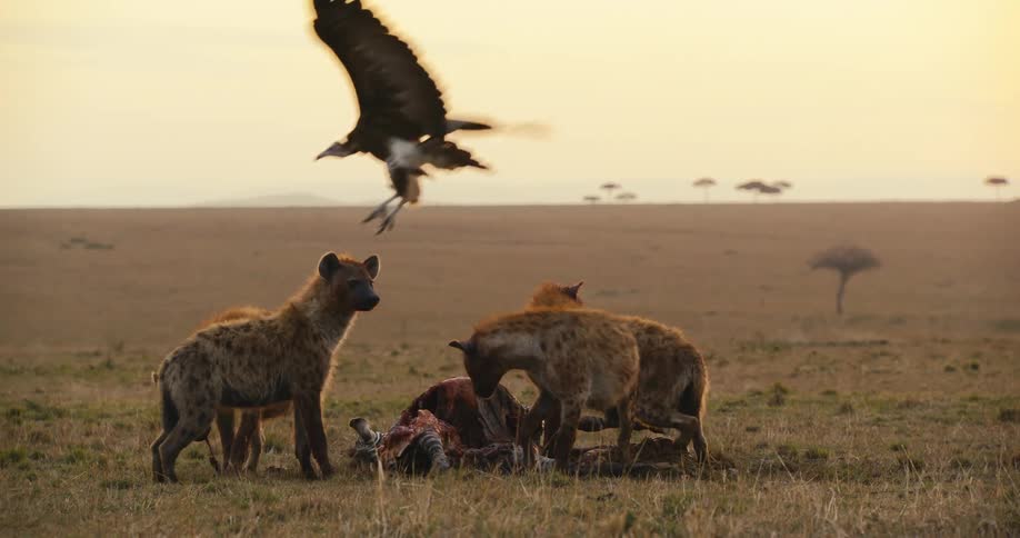 Three hyenas eating the carcass of a zebra and one of the hyenas scares away a vulture that was nearby