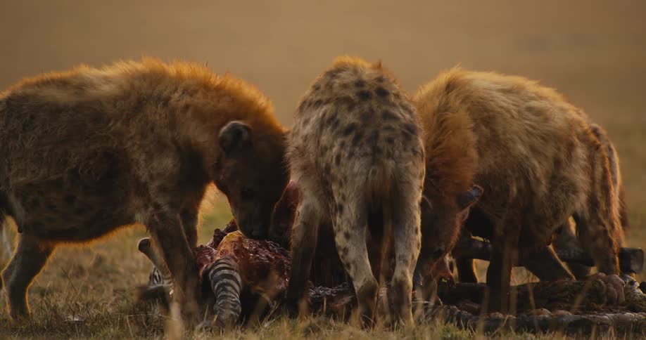 Group of hyenas eating the carrion of a zebra