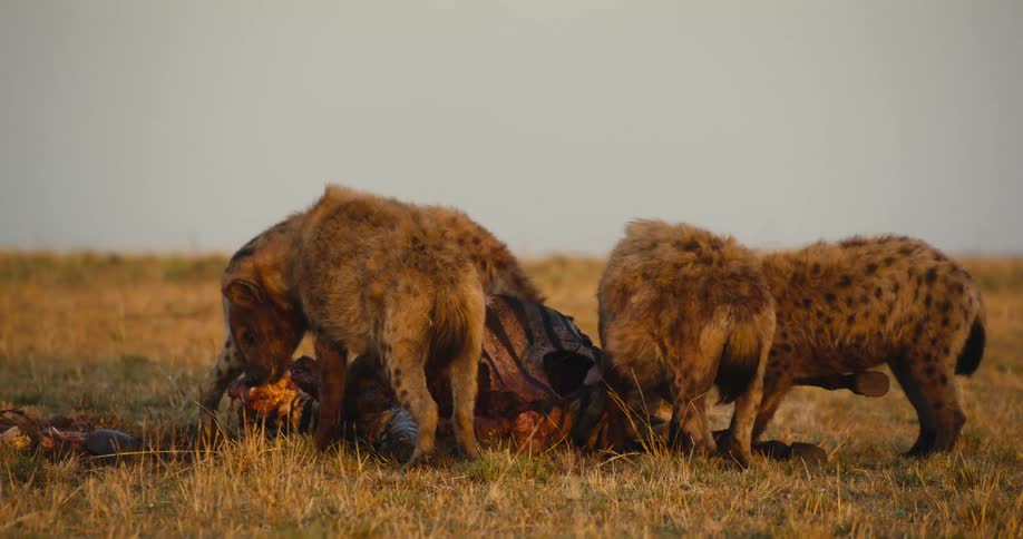 Hyenas eating carrion in the jungle