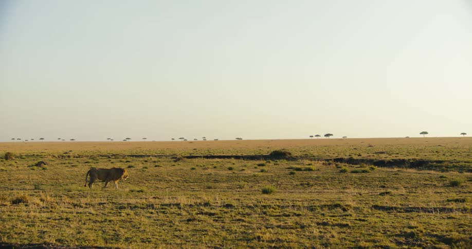 A solitary male lion his mane ruffling in the breeze strides across the endless golden savanna
