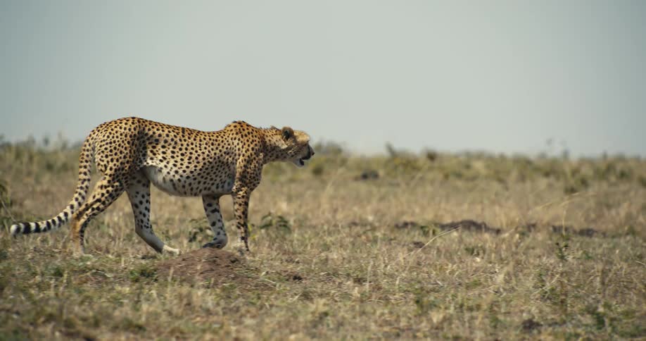 A cheetah strides purposefully across the savanna her eyes scanning the horizon for potential prey