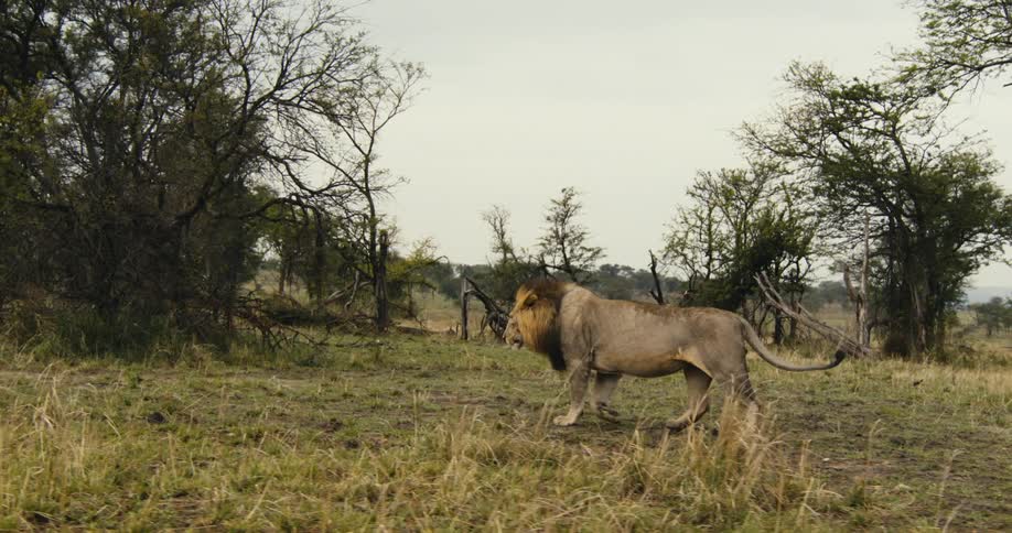 A lion walks through a grassy savanna