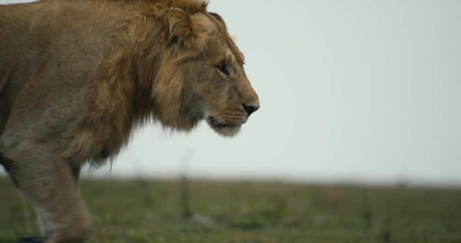 A lion walking through a hazy savanna its head turned as if surveying its surroundings
