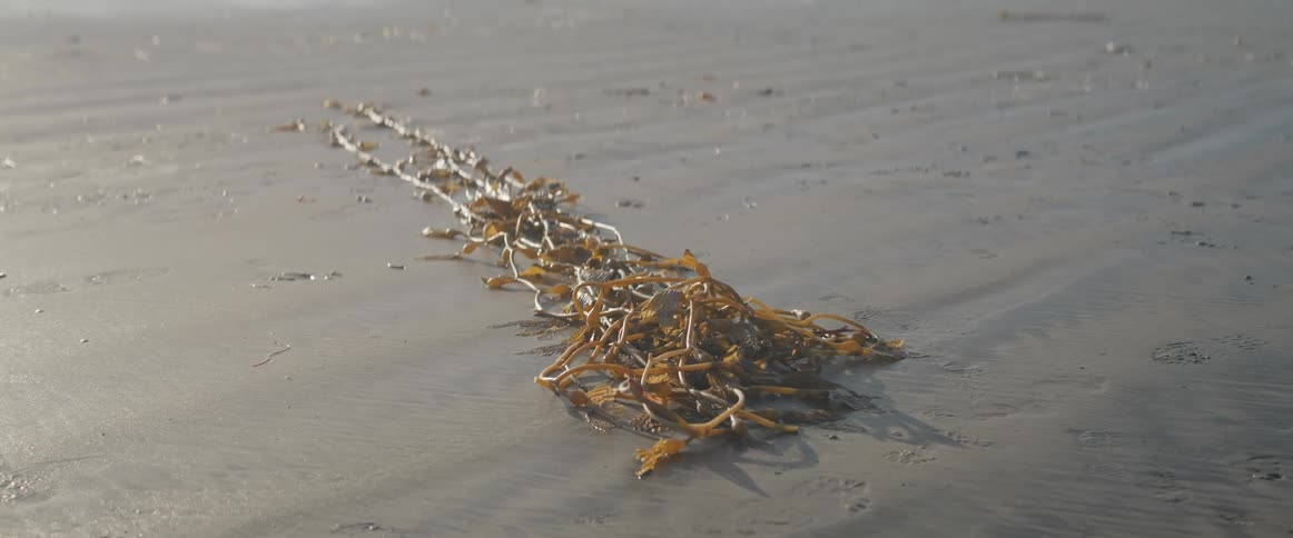 Large seaweed on the sand near shoreline