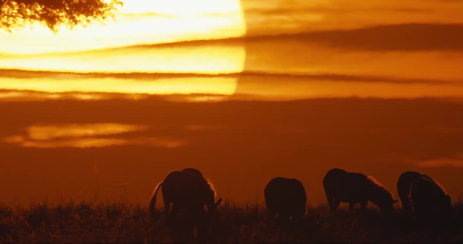Wild animals eating grass in the jungle and the sun in the reddish background