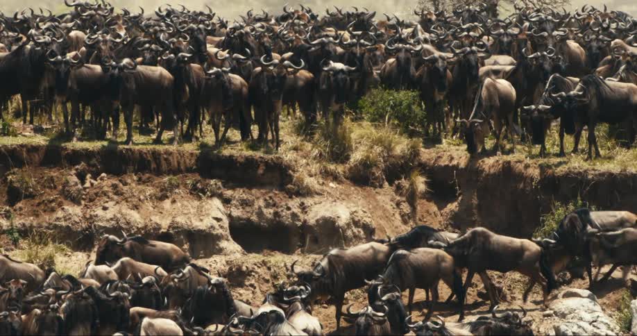 Many wildebeests standing in an area with a dirt bank and there are some of them walking to the left