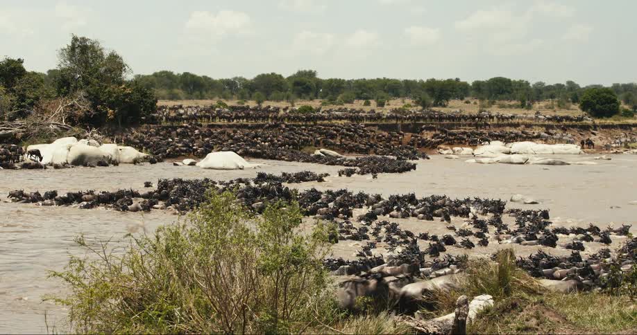 Large group of wildebeest crossing a river