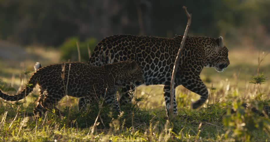 Leopard cub walking alongside its mother in the wild