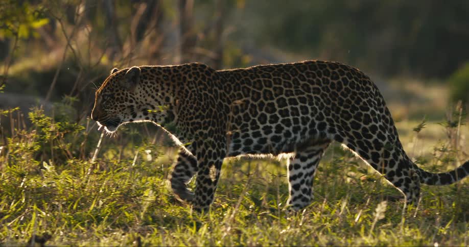 Leopard walking in a grassy field illuminated by sunlight