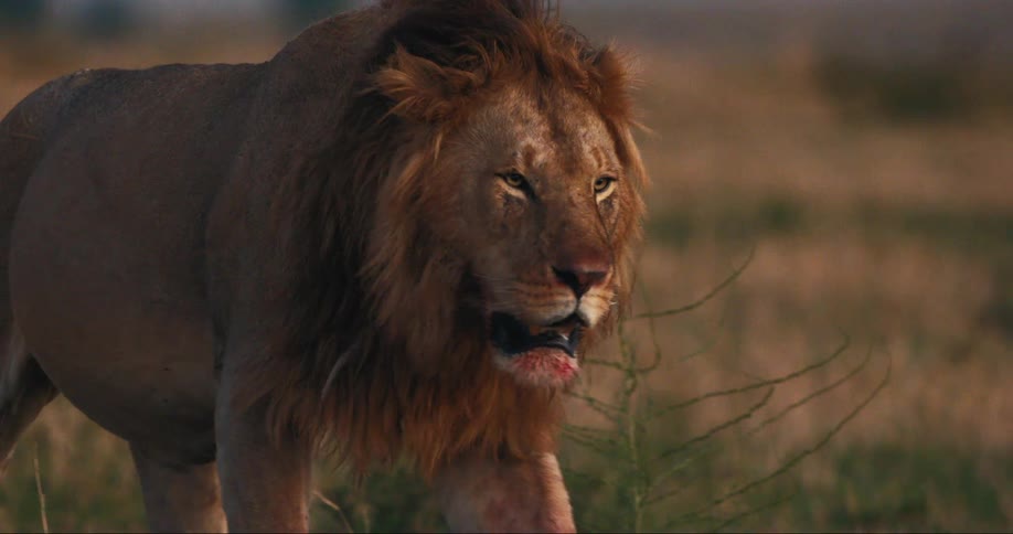 Lion walking with bloody mouth