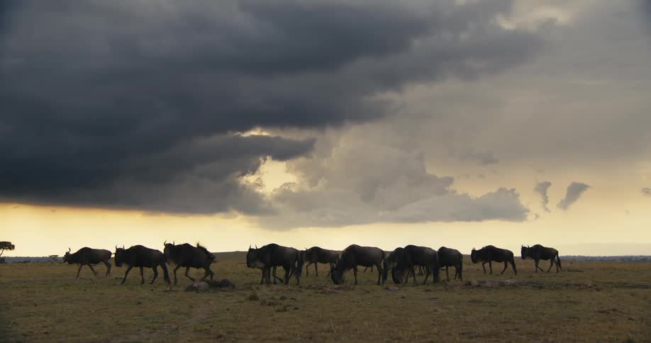 Group of wildebeest grazing on a plain under a threatening cloudy sky