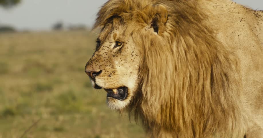 A lions face its golden mane ruffled and its eyes narrowed in a regal gaze