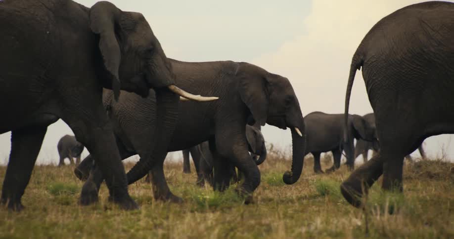 Group of elephants walking in the jungle