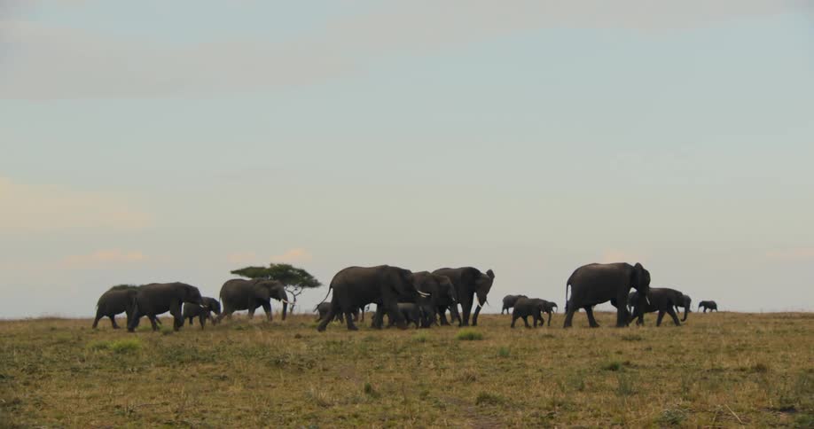 Adult and calf elephants walking through a pasture in the jungle