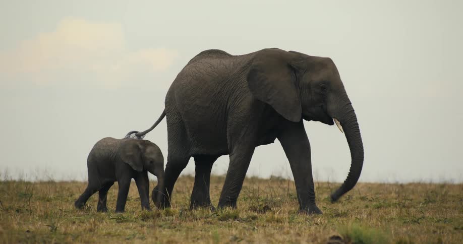 Baby elephant walking next to its mother in the jungle