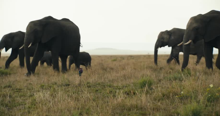 Static bird in the middle and a group of adult and baby elephants
