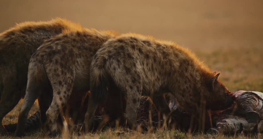 Hyenas eating thier prey on a field in the wild