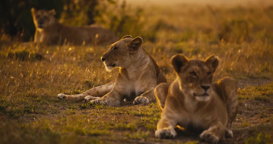 Three maneless lions are lying on the beige grass and watching the sides