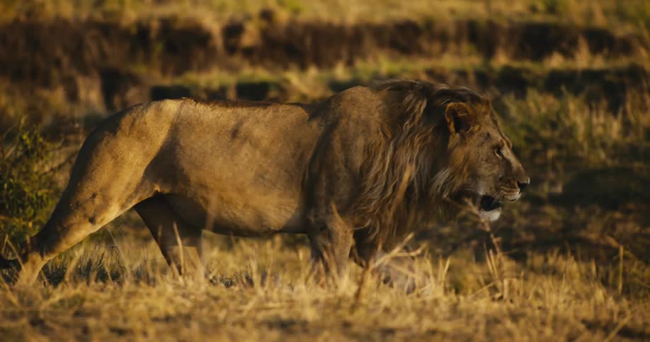 An adult lion walking on a beige grass of a savannah and he is being illuminated by a sunlight