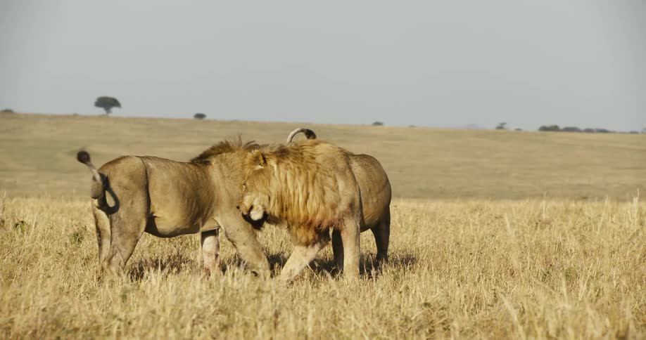 Two male lions standing close together in a grassy savanna
