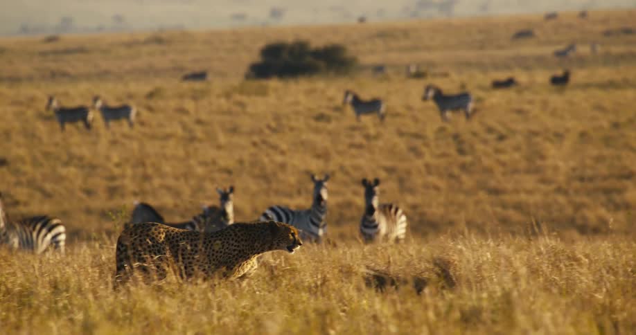 Lonely cheetah walking through the jungle next to zebras