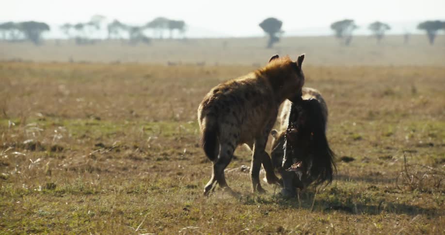 A hyena carrying the carcass of an animal in its mouth and there are some other hyenas around in a savannah