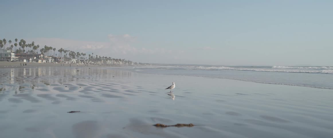 Dove walking on the wet sand of the beach