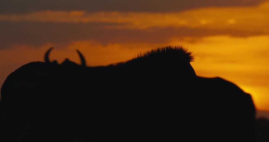 The silhouette of some zebras in a dark patch of savannah with an orange sky