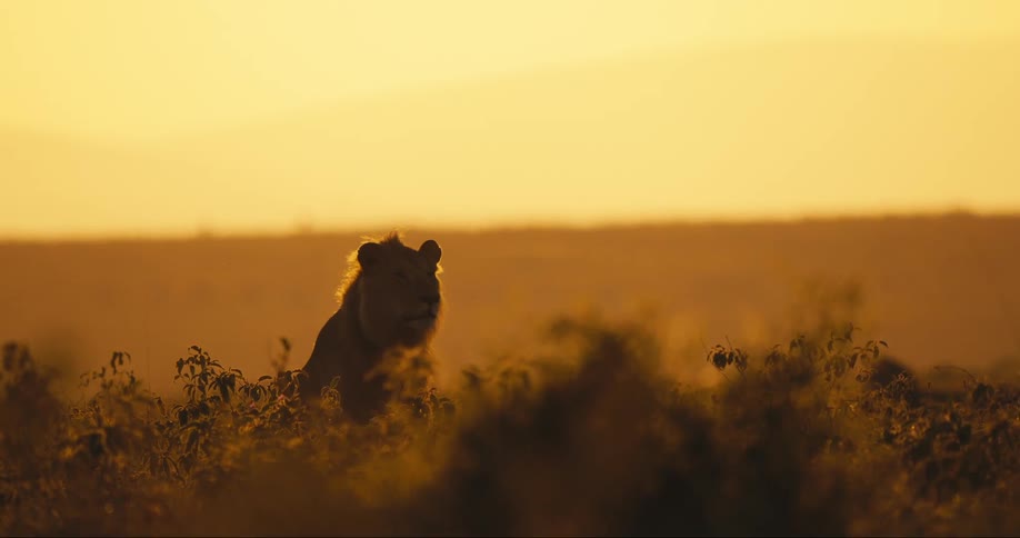 The silhouette of a lion standing looking forward in a savannah at dawn that is illuminating the entire environment in an orange color