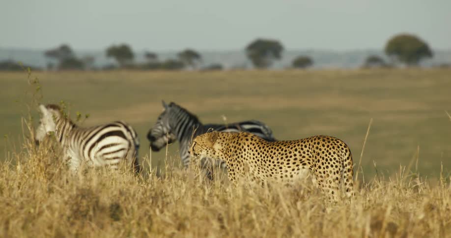 Cheetah walking next to zebras