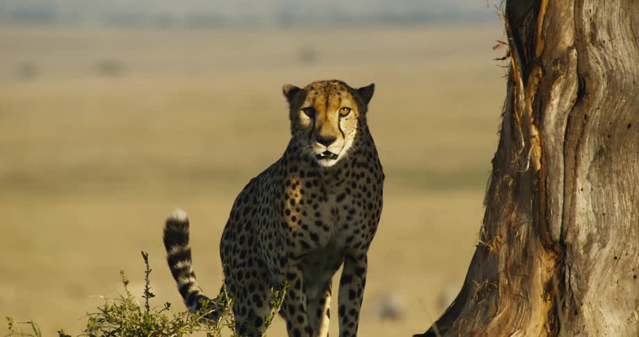 A cheetah stands alert near a tree in a savanna