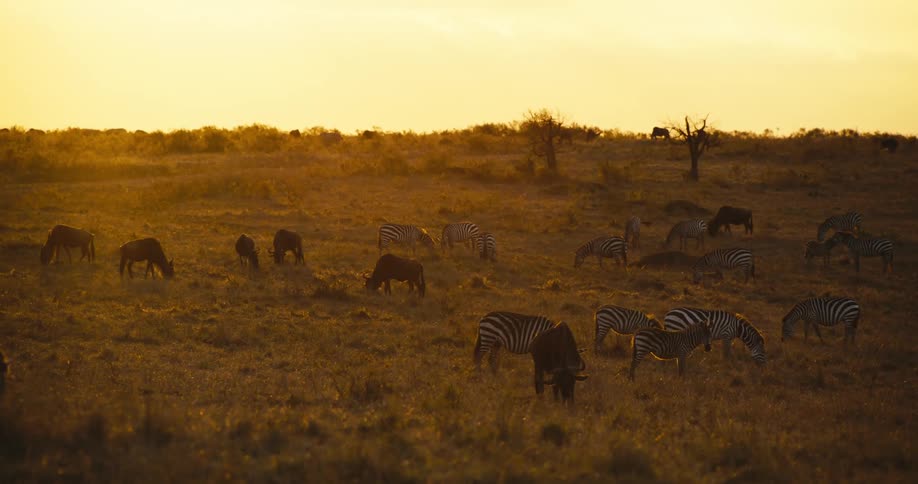 Zebras and wildebeests in the wild against a reddish sky
