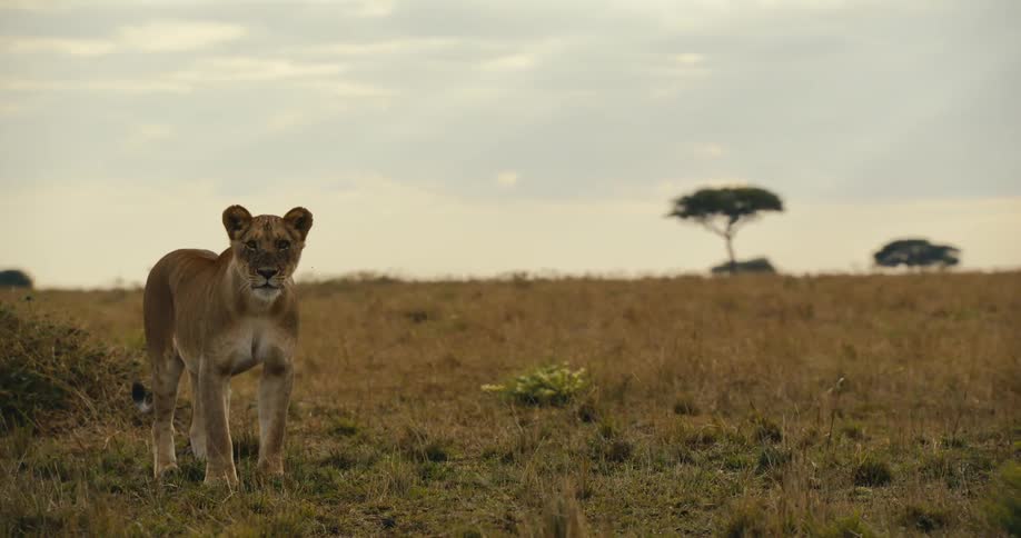 Lioness standing alert in a vast savanna her gaze fixed on something beyond the frame under a dramatic sky