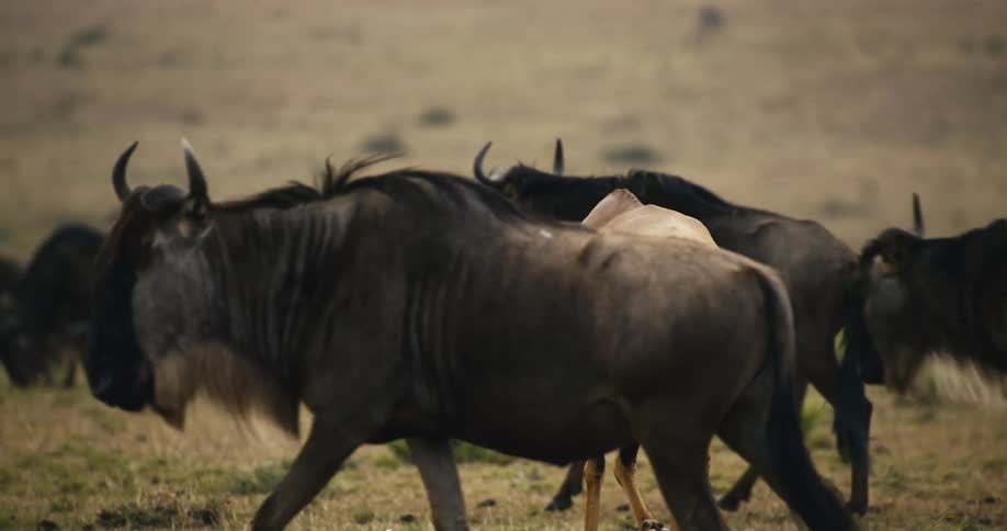 An antelope is traveling with a herd of wildebeest