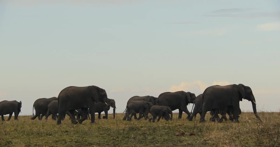Herd of elephants walking across a field in the wild