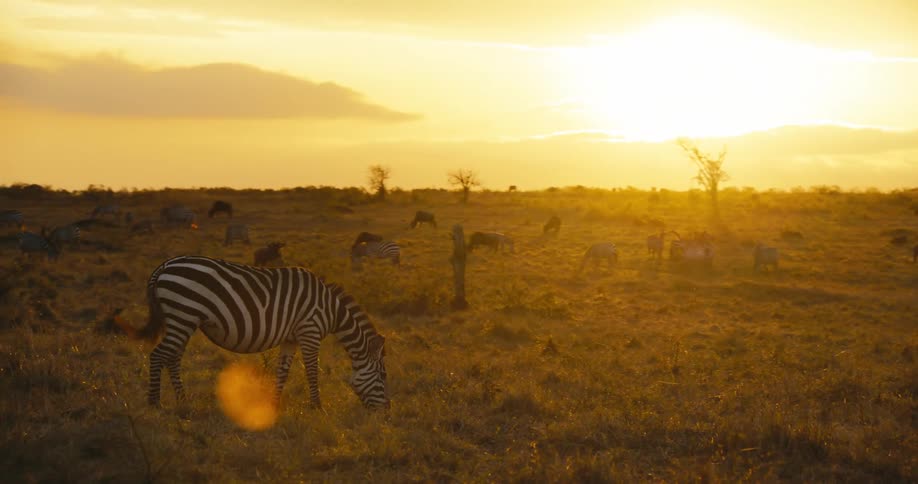 Zebras graze in a large grassland at sunset