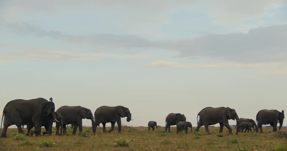 A herd of elephants march across the grass