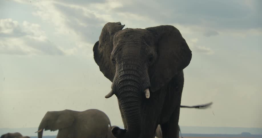 An elephant shakes its head while walking with a herd in a grassland